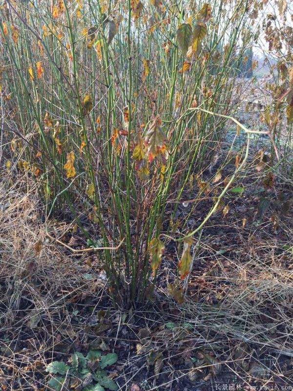 1.2米棣棠 1.2米棣棠