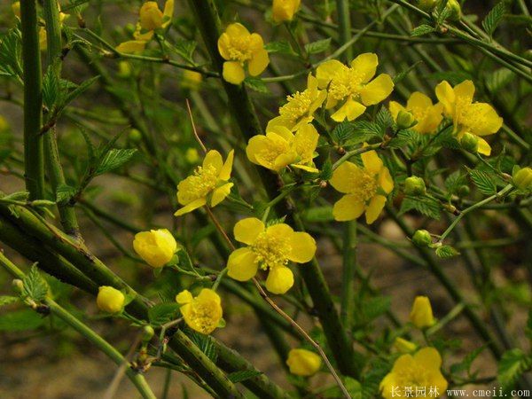 單瓣棣棠花 單瓣棣棠花