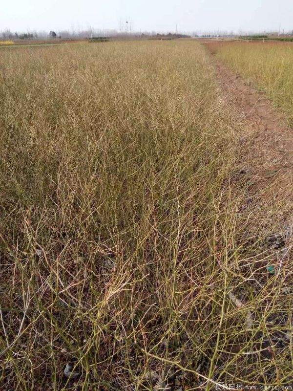 棣棠花產(chǎn)地