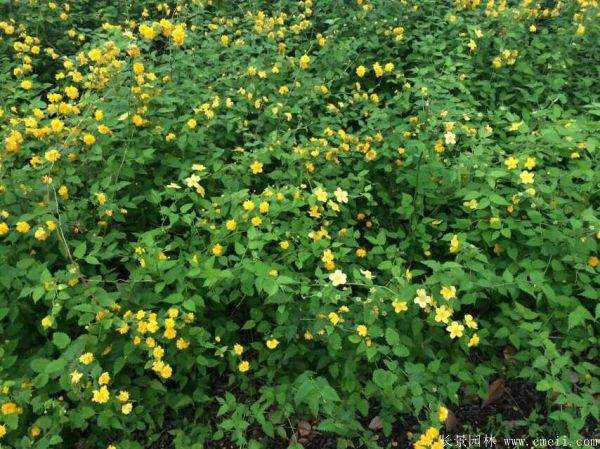 棣棠苗出售 棣棠苗出售