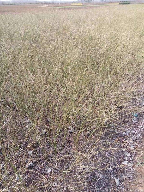 棣棠苗出售 棣棠苗出售