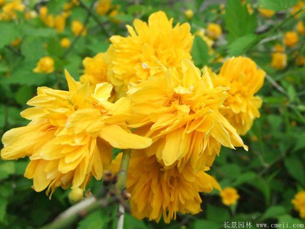 江蘇棣棠花價格 江蘇棣棠花價格