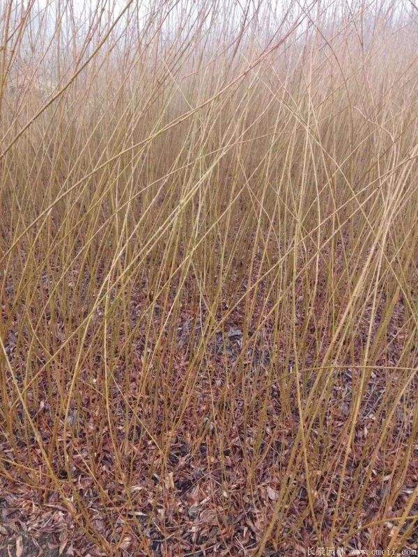 沭陽棣棠花 沭陽棣棠花