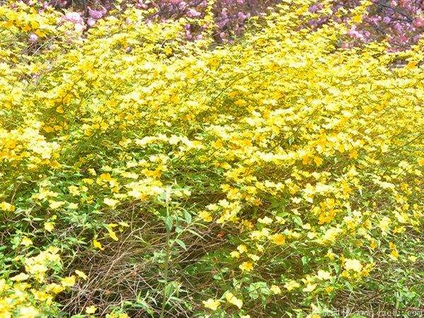 沭陽棣棠花 沭陽棣棠花