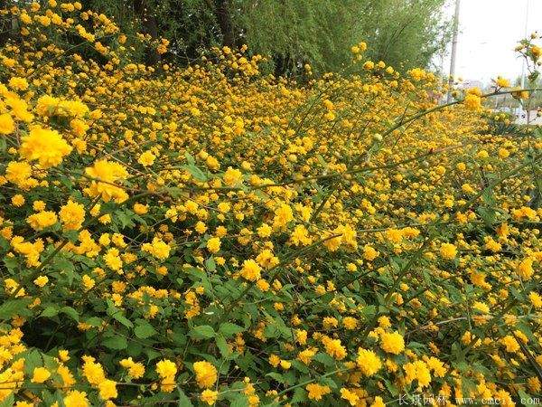 沭陽單重瓣棣棠花價格 沭陽單重瓣棣棠花價格