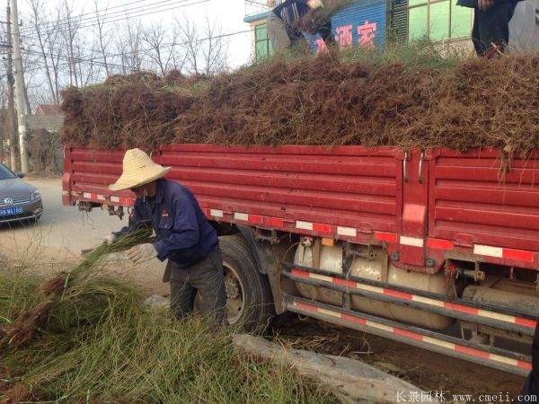 2016沭陽的棣棠價(jià)格 2016沭陽的棣棠價(jià)格