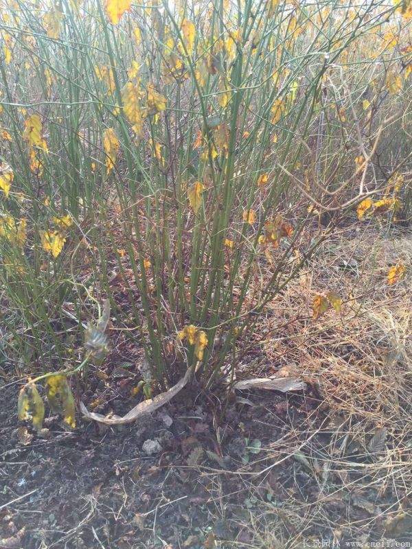 沭陽棣棠花 沭陽棣棠花