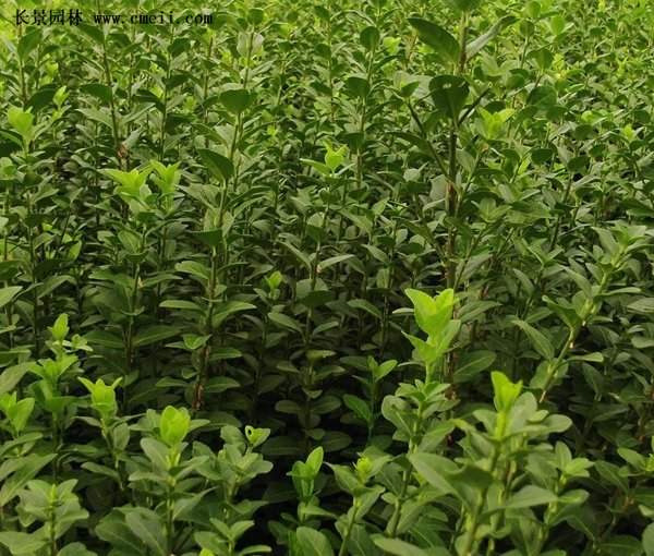 沭陽扶芳藤價格