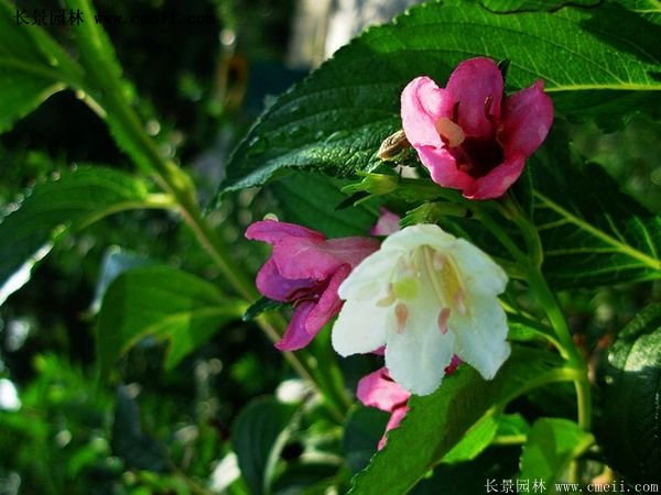 沭陽(yáng)紅王子錦帶基地照片 沭陽(yáng)紅王子錦帶基地照片
