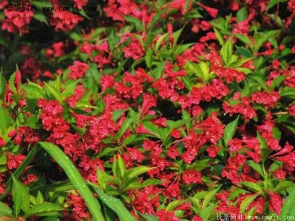 沭陽(yáng)紅王子錦帶基地照片 沭陽(yáng)紅王子錦帶基地照片