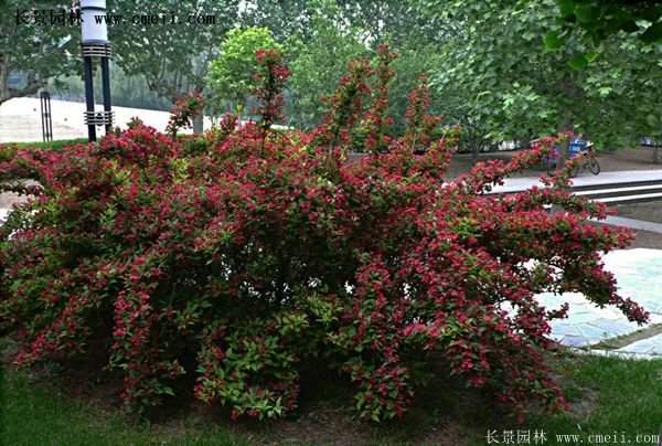 沭陽(yáng)紅王子錦帶基地照片 沭陽(yáng)紅王子錦帶基地照片