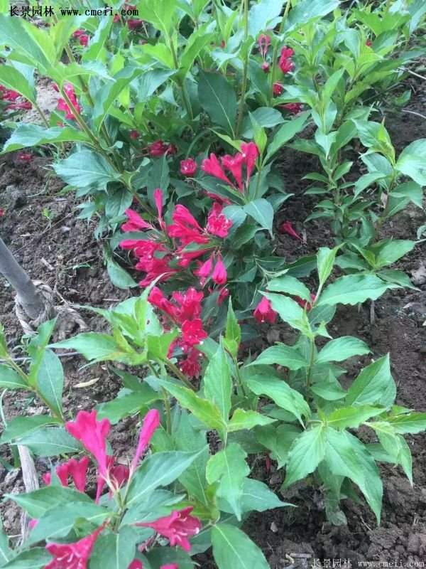 沭陽“三省”的紅王子錦帶花的價格表