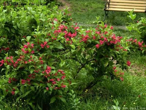 紅王子錦帶價(jià)格