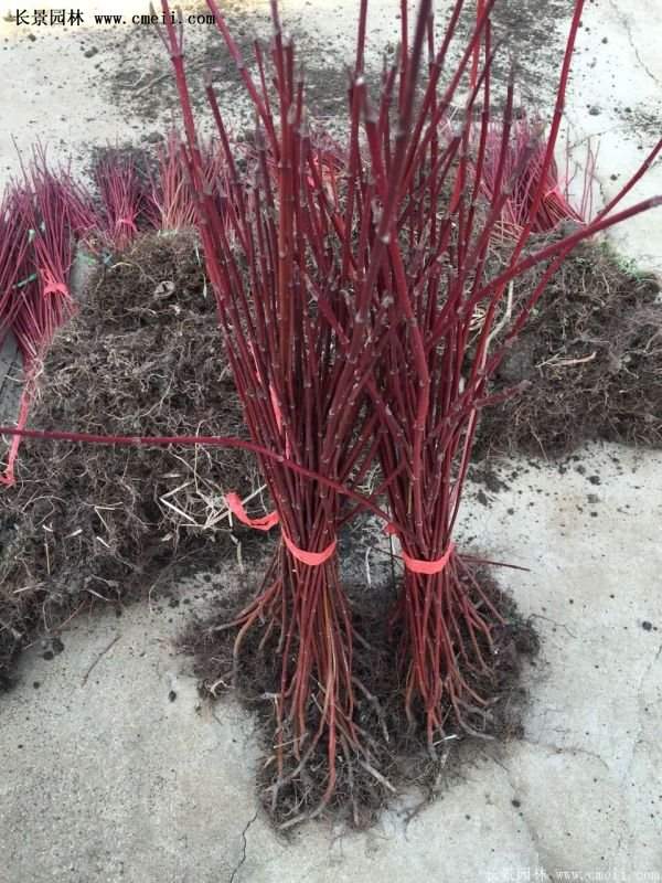 沭陽紅瑞木 沭陽紅瑞木