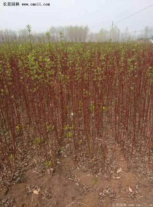 紅瑞木金牌的供應商