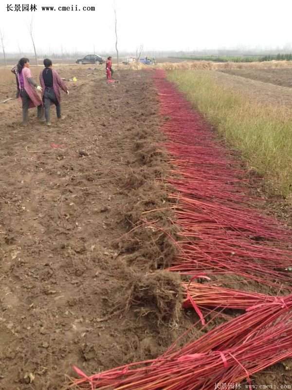 沭陽紅瑞木價格 沭陽紅瑞木價格