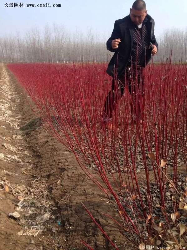 沭陽紅瑞木價格 沭陽紅瑞木價格