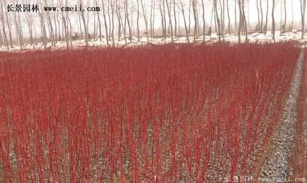 沭陽紅瑞木 沭陽紅瑞木