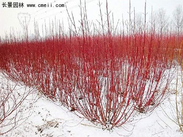 沭陽紅瑞木基地