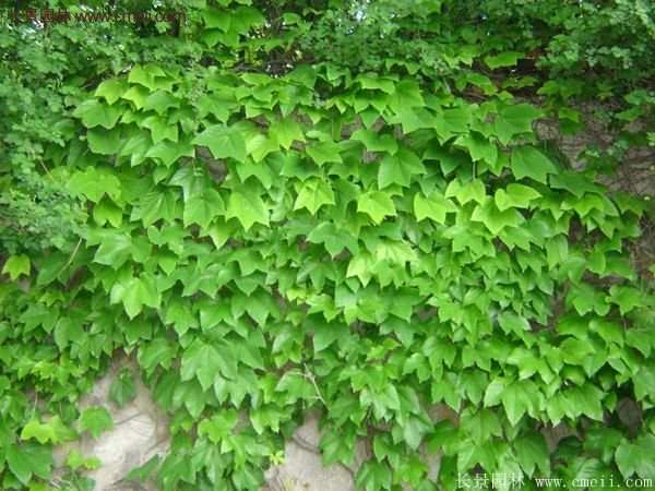 2016最新爬山虎苗價格表