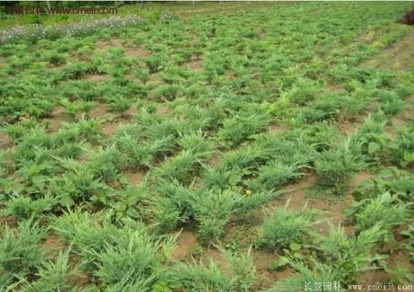 沭陽的地柏 沭陽的地柏