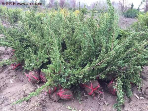 地柏的種植 地柏的種植