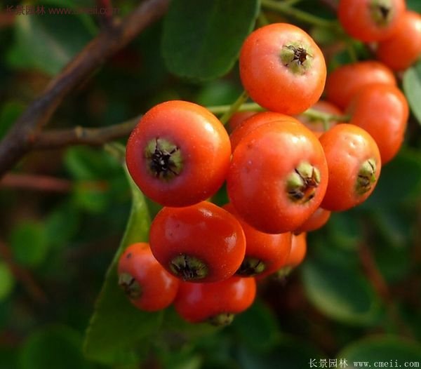 沭陽(yáng)火棘球