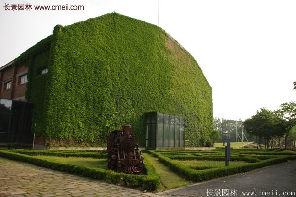 爬山虎都能種植在哪些地方?