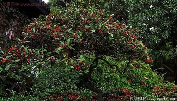 沭陽火棘苗、火棘球