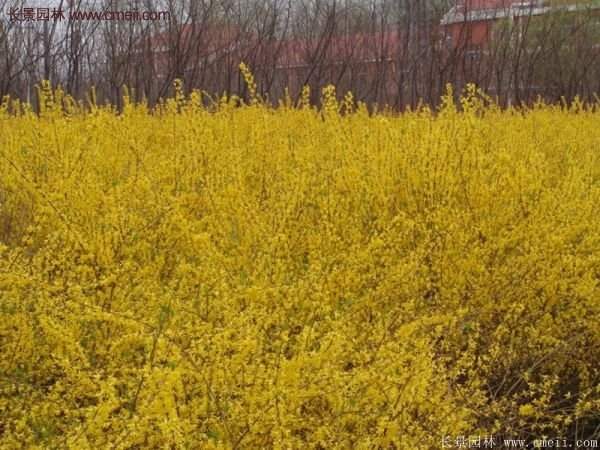 沭陽連翹修剪 沭陽連翹修剪