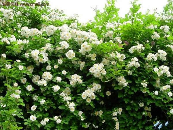 “顏值爆表”爬藤薔薇,看的心都醉了