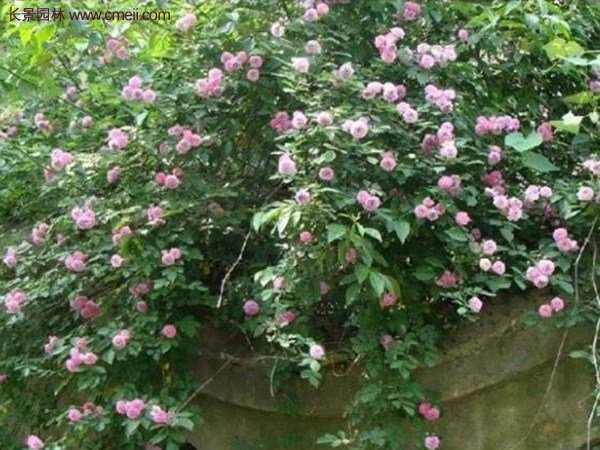 “顏值爆表”爬藤薔薇,看的心都醉了