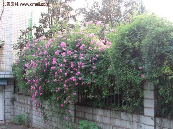 “顏值爆表”爬藤薔薇,看的心都醉了