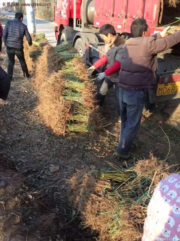 沭陽(yáng)連翹花 沭陽(yáng)連翹花