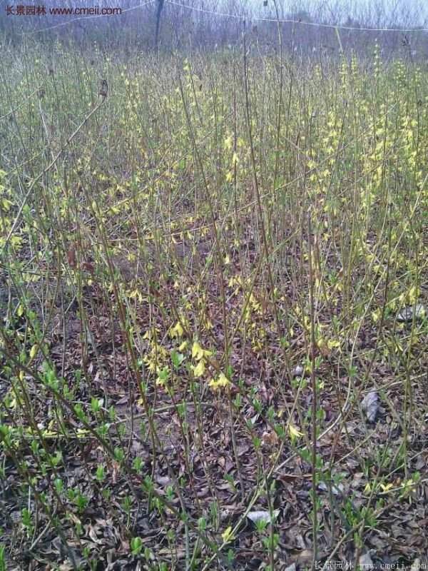 沭陽(yáng)連翹花 沭陽(yáng)連翹花