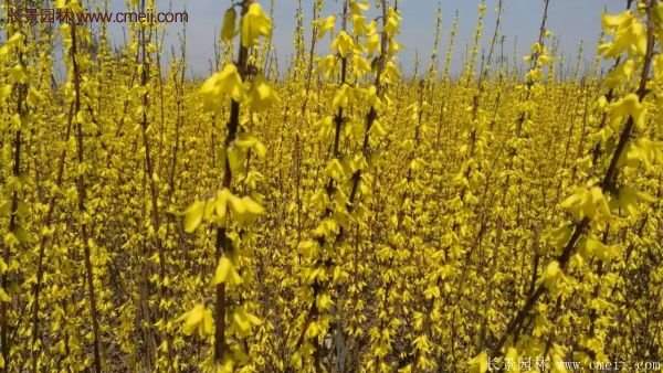 沭陽(yáng)連翹花 沭陽(yáng)連翹花