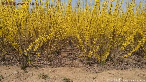 沭陽(yáng)連翹花 沭陽(yáng)連翹花
