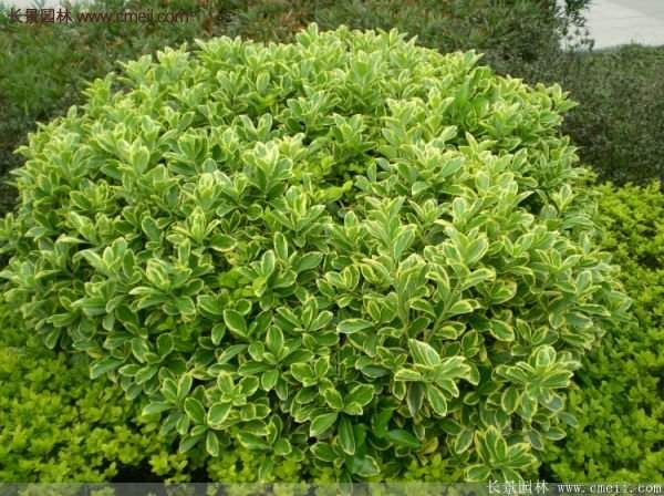 沭陽金邊黃楊規格