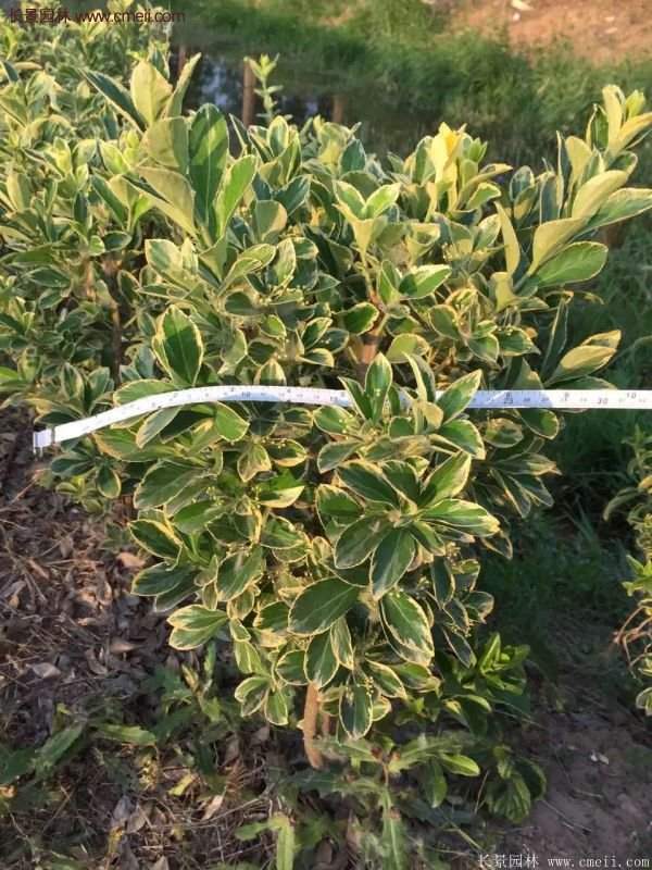 沭陽金邊黃楊規格