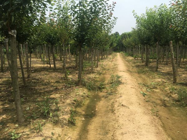 紅梅基地中的紅梅樹(shù)