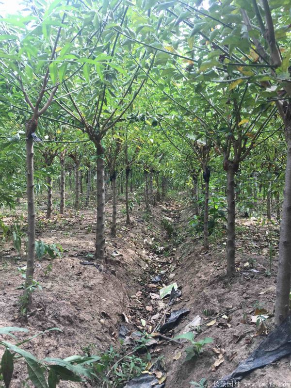 紅梅樹(shù)紅梅花圖片基地實(shí)拍