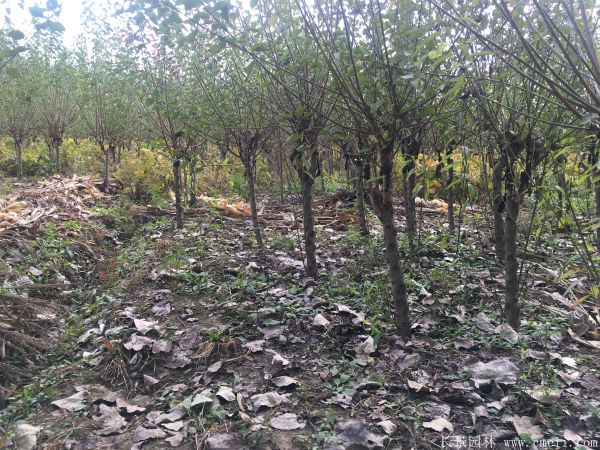 紅梅樹(shù)紅梅花圖片基地實(shí)拍