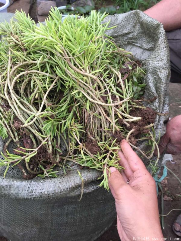 佛甲草基地實拍圖片 佛甲草基地實拍圖片