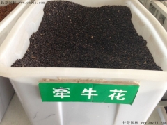 牽?；ǚN子