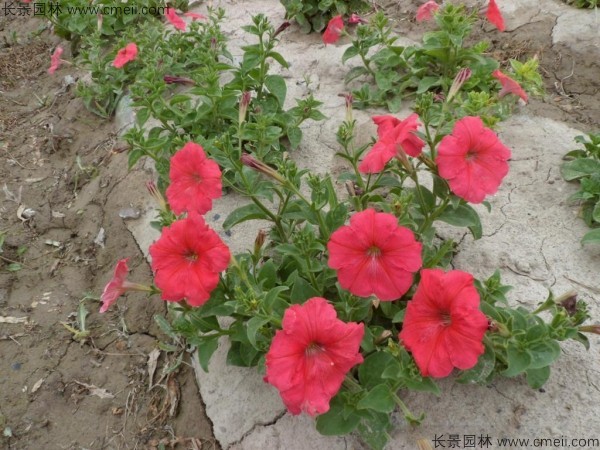 牽牛花 牽牛花