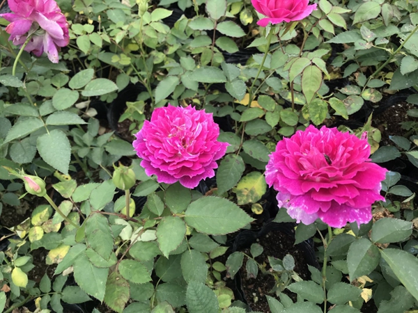 江蘇沭陽歐月基地照片