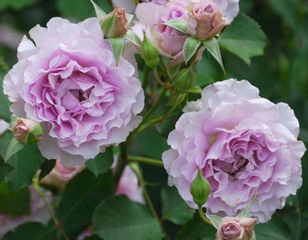 江蘇沭陽歐月基地照片