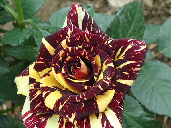 月季花苗流星雨歐月 月季花苗流星雨歐月