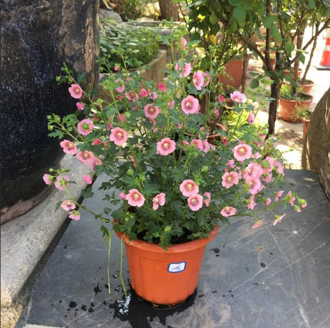 1650769036650452.jpg 1650769036650452.jpg