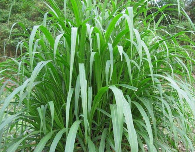 1654497604879901.jpg 1654497604879901.jpg